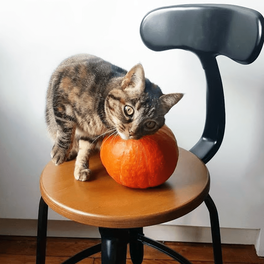 CHAISES NICOLLE METAL CHAIR WOOD 60 - DYKE & DEAN